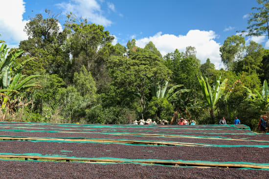 Ethiopian Grade 1 - Banko Gotiti 12oz. Bags