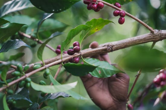 Papua New Guinea Washed