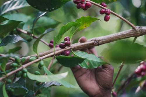 Papua New Guinea Washed