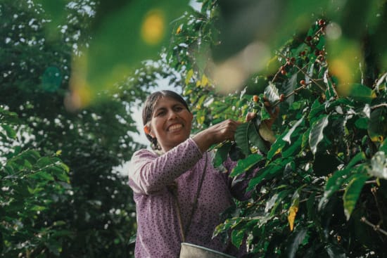 Bolivia Organic La Paz