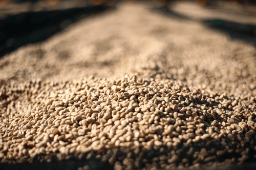 Ethiopian Grade 1 - Banko Gotiti 12oz. Bags